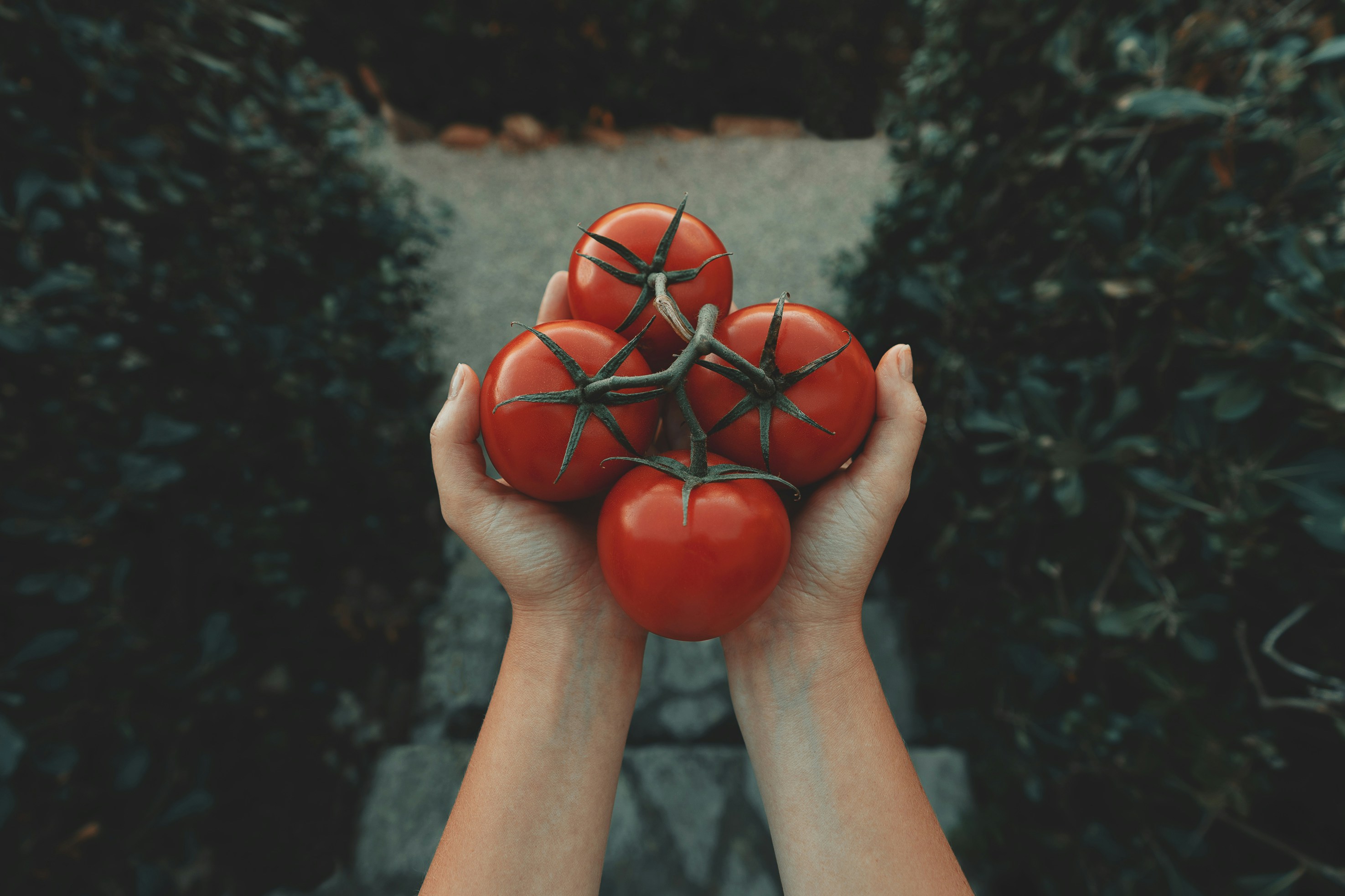 cover Tomato dance approaching soon