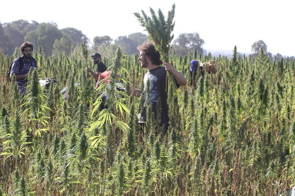image Hemp provides an ecologically conscious and sustainable society