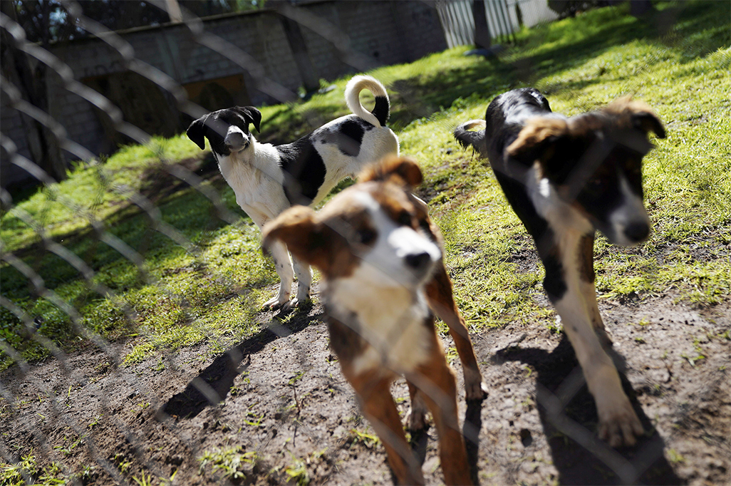 cover India&#8217;s top court orders Delhi authorities to move stray dogs to shelters