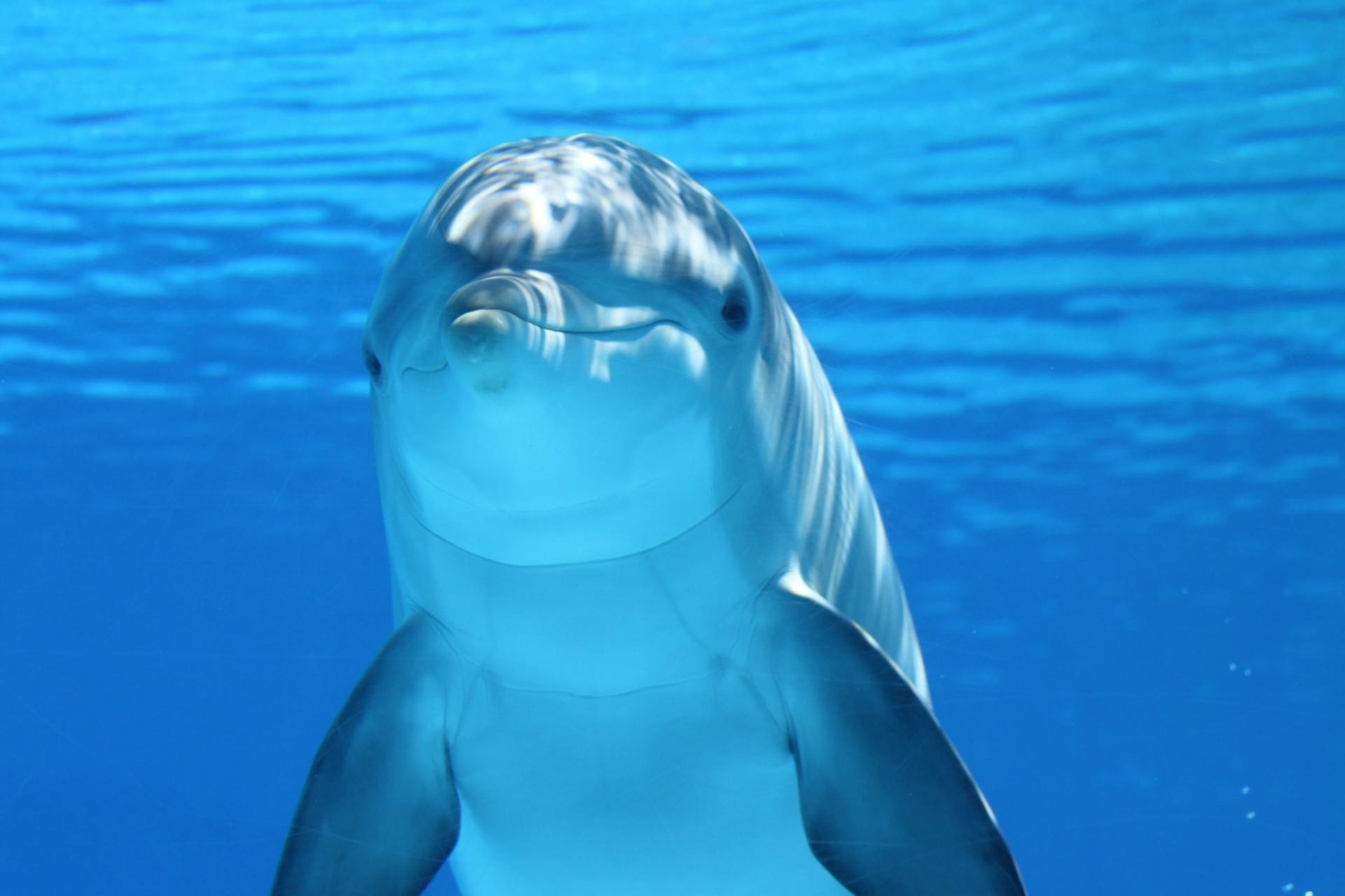 cover Why dolphins’ arteries don’t age – and what that means for us