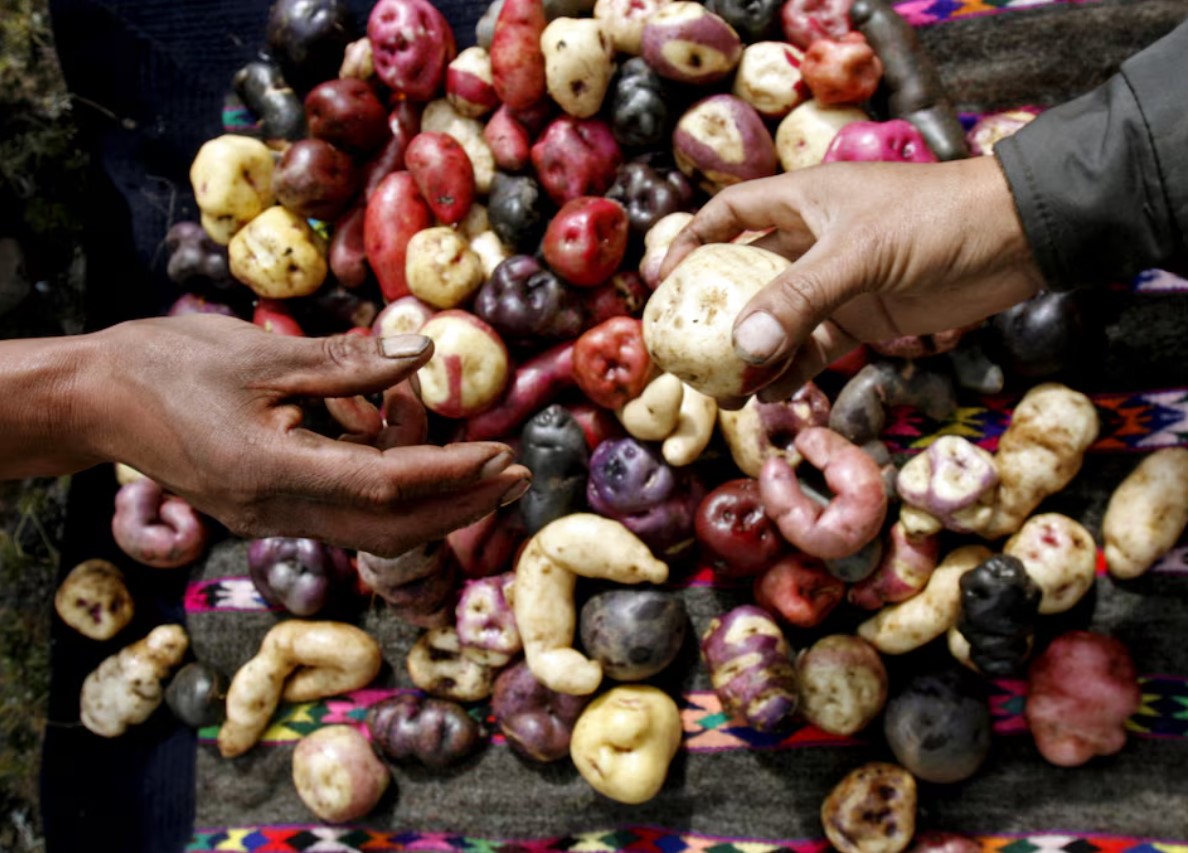 cover Evolutionary origins of the potato revealed &#8211; and a tomato was involved