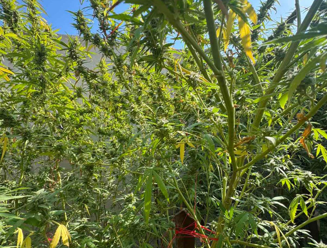 image Pensioner remanded after cannabis plants found
