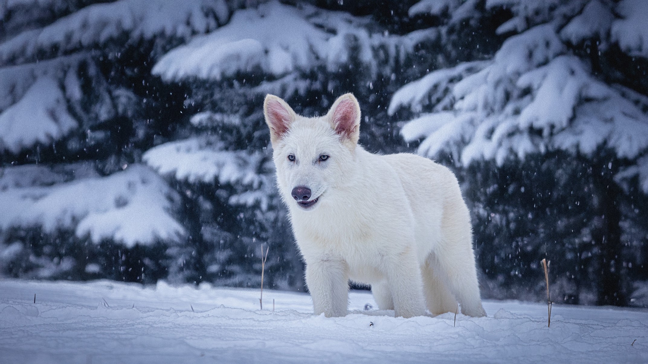 cover Everything you need to know about colossal dire wolves: The world&#8217;s first successful de-extinction