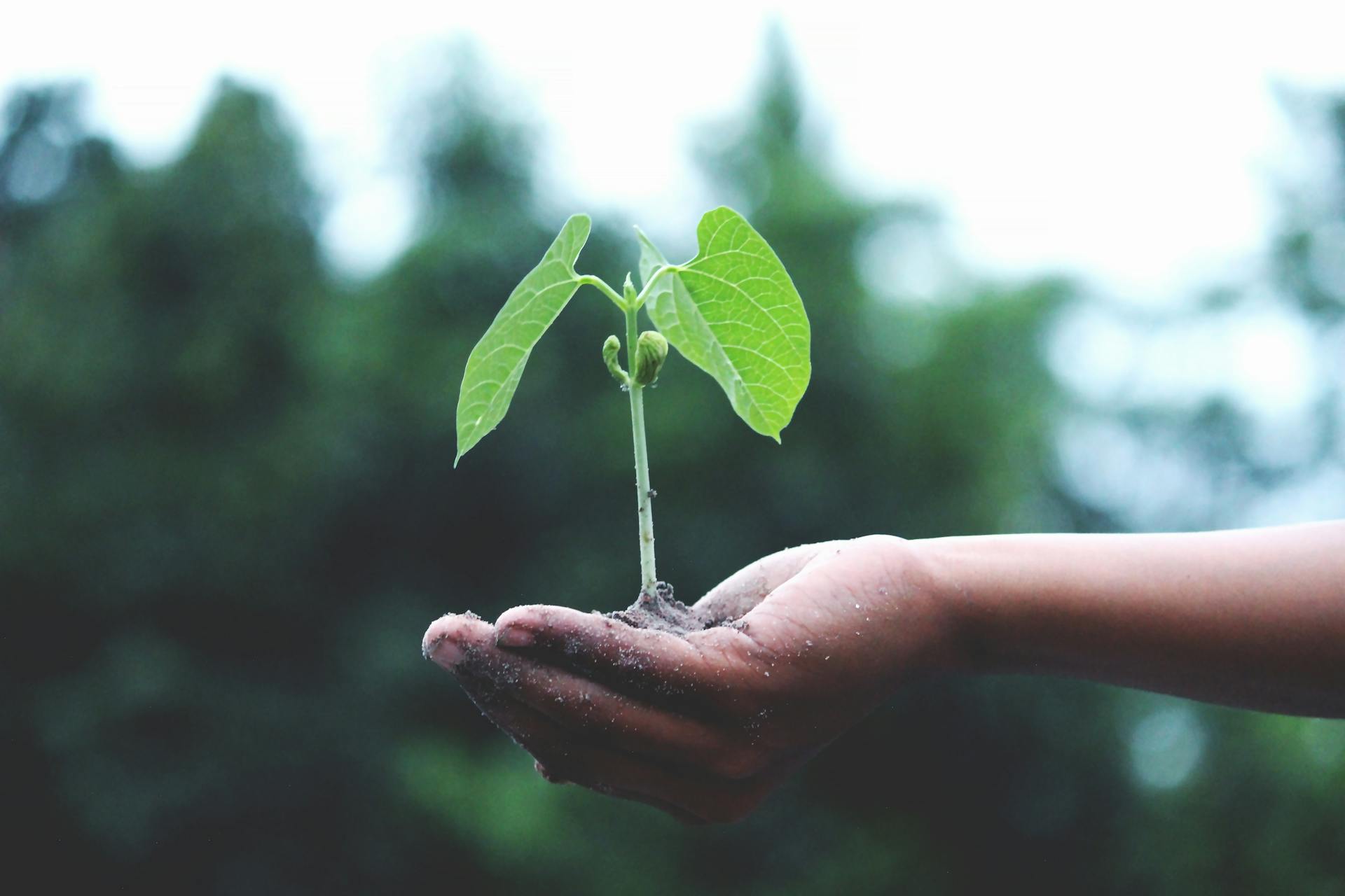 cover From offshore to onshore: Europe expands carbon storage with nature-inspired tech