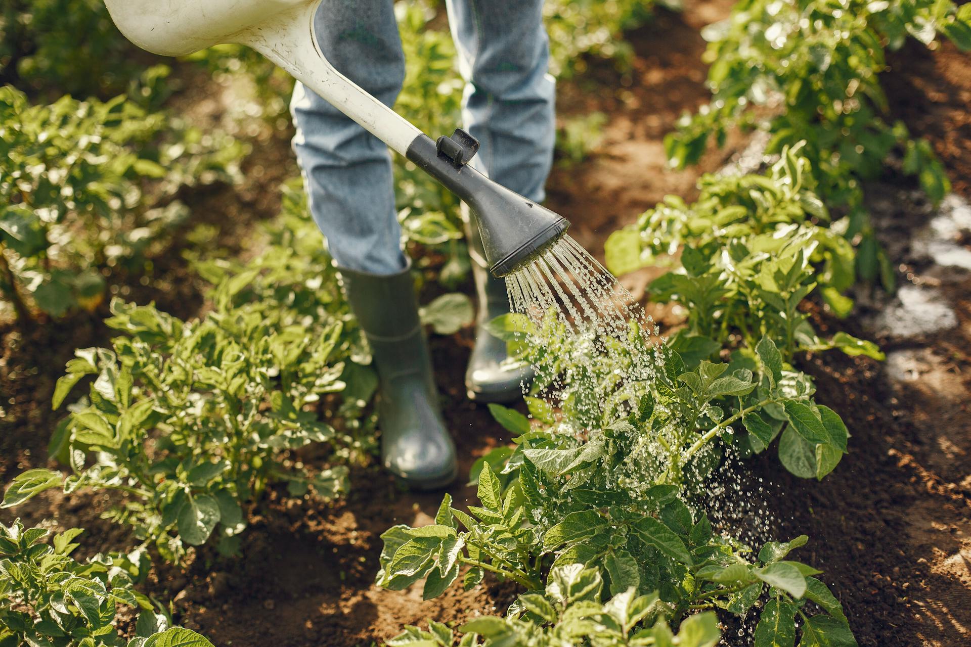 cover Seeds of change: Can Europe’s organic farming shape the future of food?