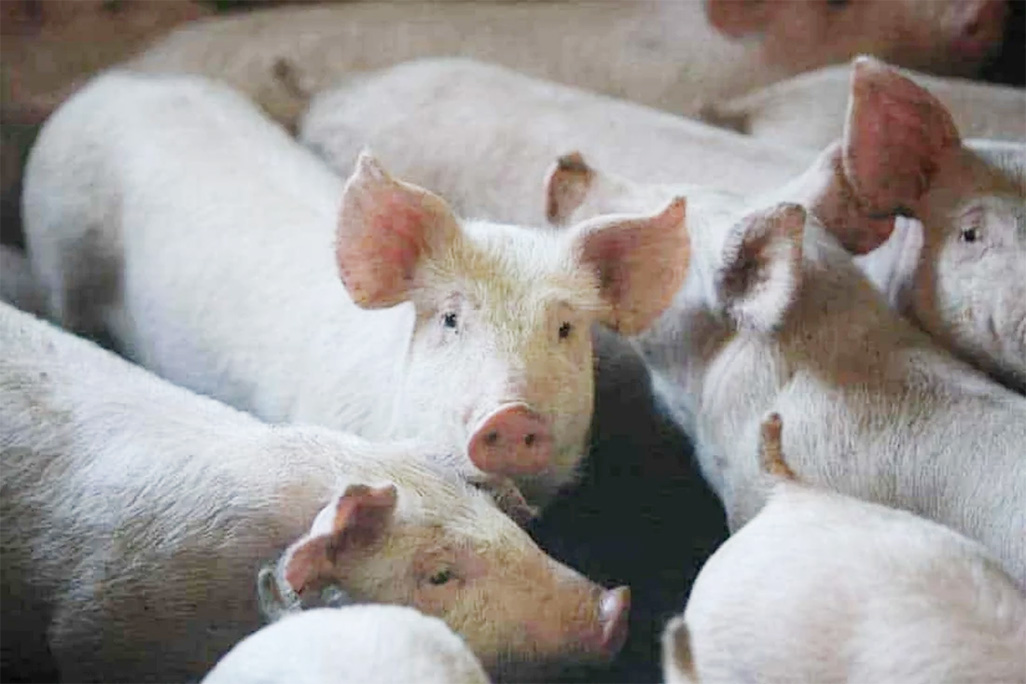 image Pig heads discovered outside several Paris mosques
