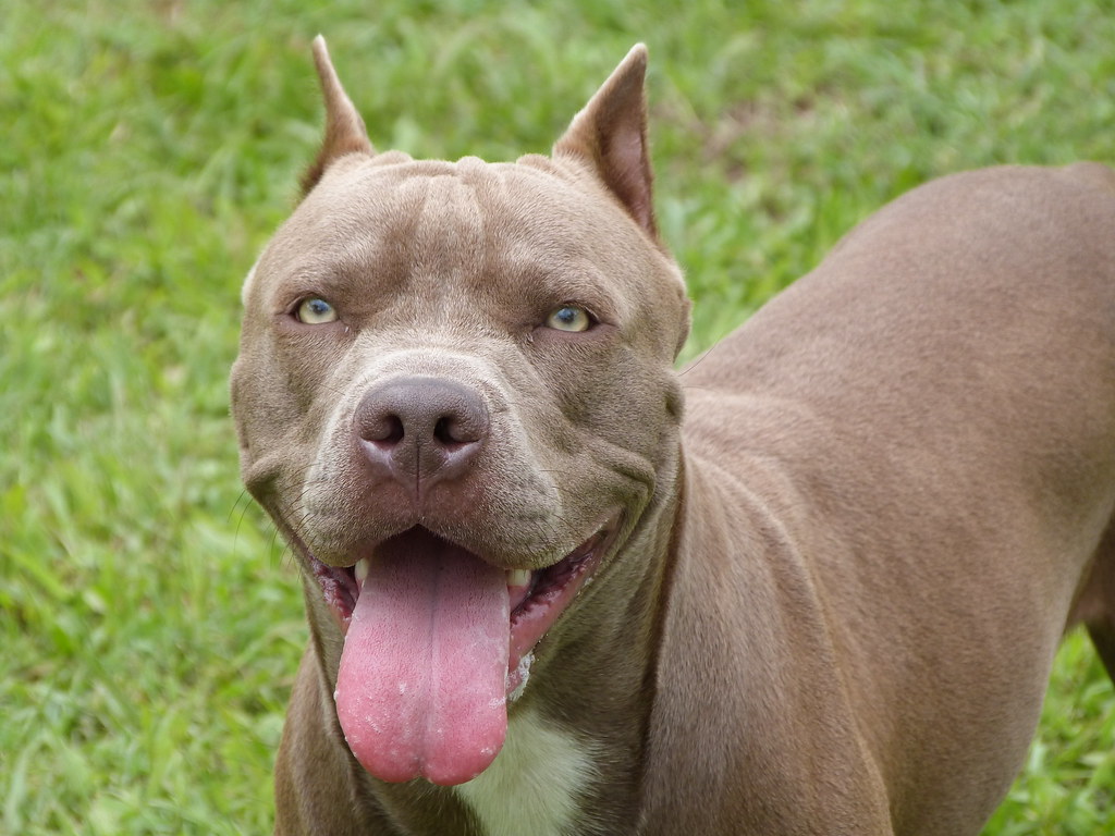 cover Owners of dog that bit girl reported to police