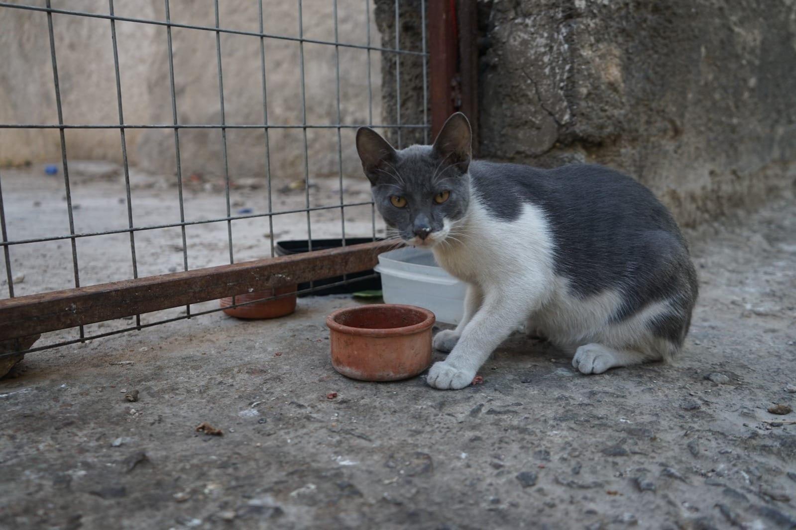 cover Animal welfare commissioner announces stray cat sterilisation campaign