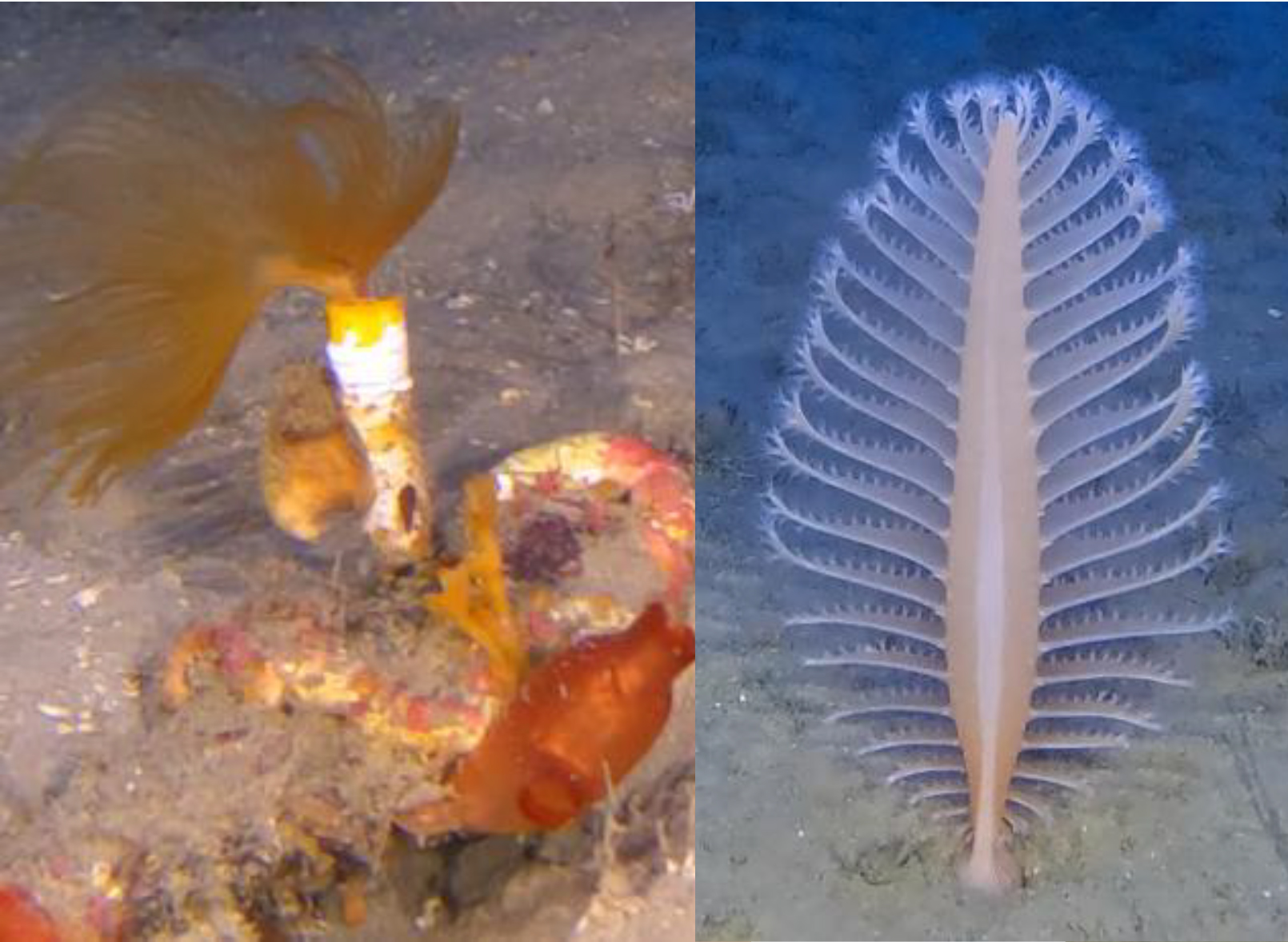 cover Hidden marine ecosystems discovered off Cyprus