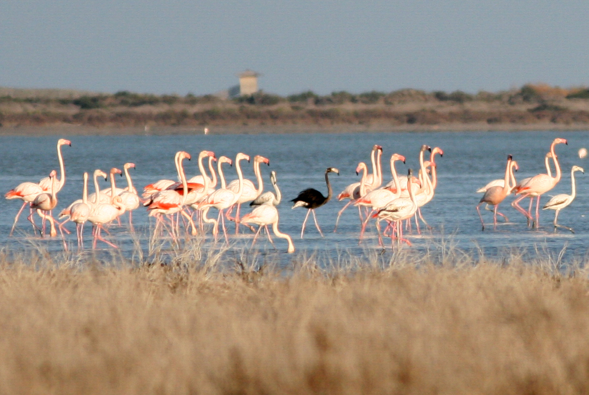 cover From flamingos to Finikoudes: Fall in love with Larnaca
