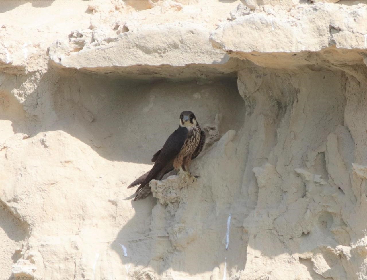 cover Annual coastal bird survey produces impressive results