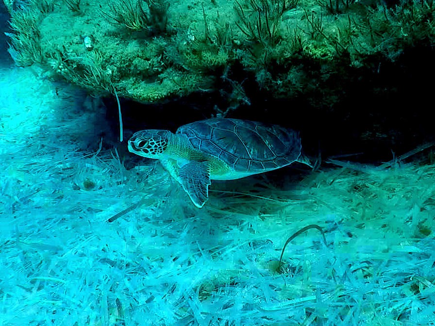 cover Record turtle nesting success in British Bases