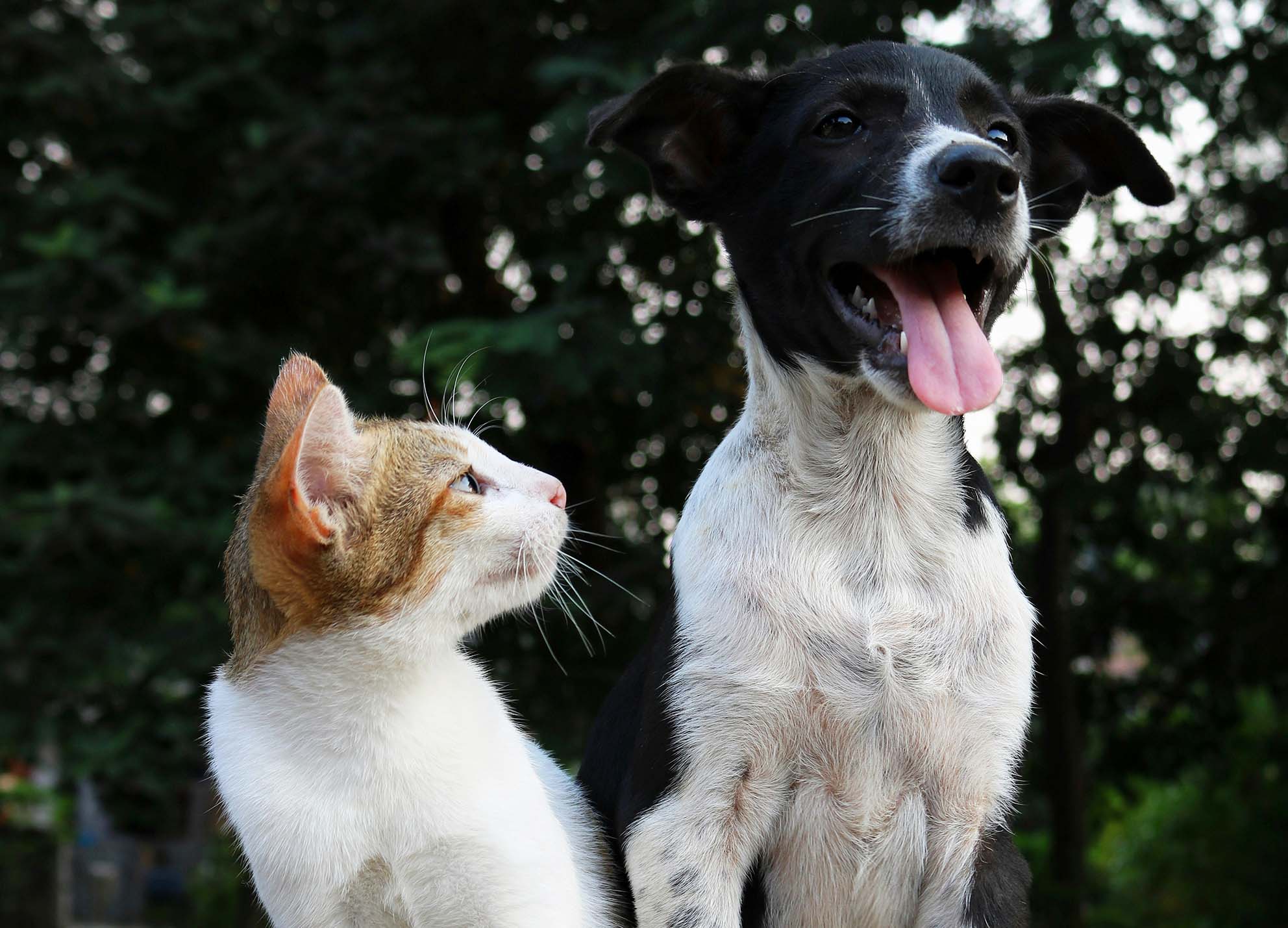 image Large budgets announced for neutering strays