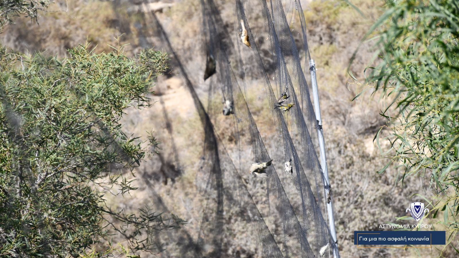 image Police carry out bird trapping raid