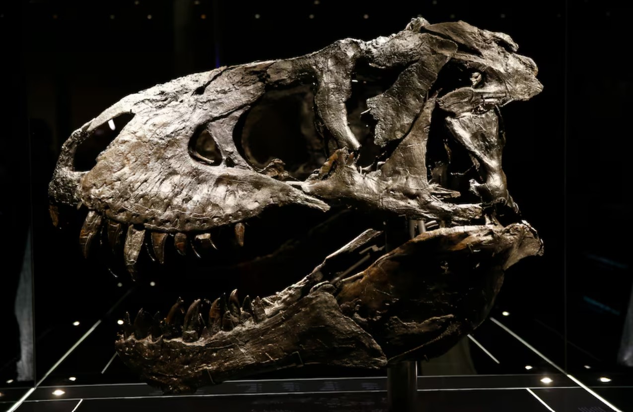 cover New Mexico fossils show dinosaurs thriving just before annihilation