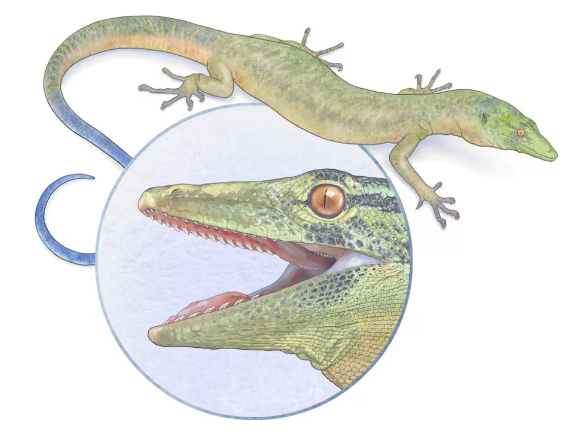 image Enigmatic Jurassic reptile looks like a mix of snake and lizard