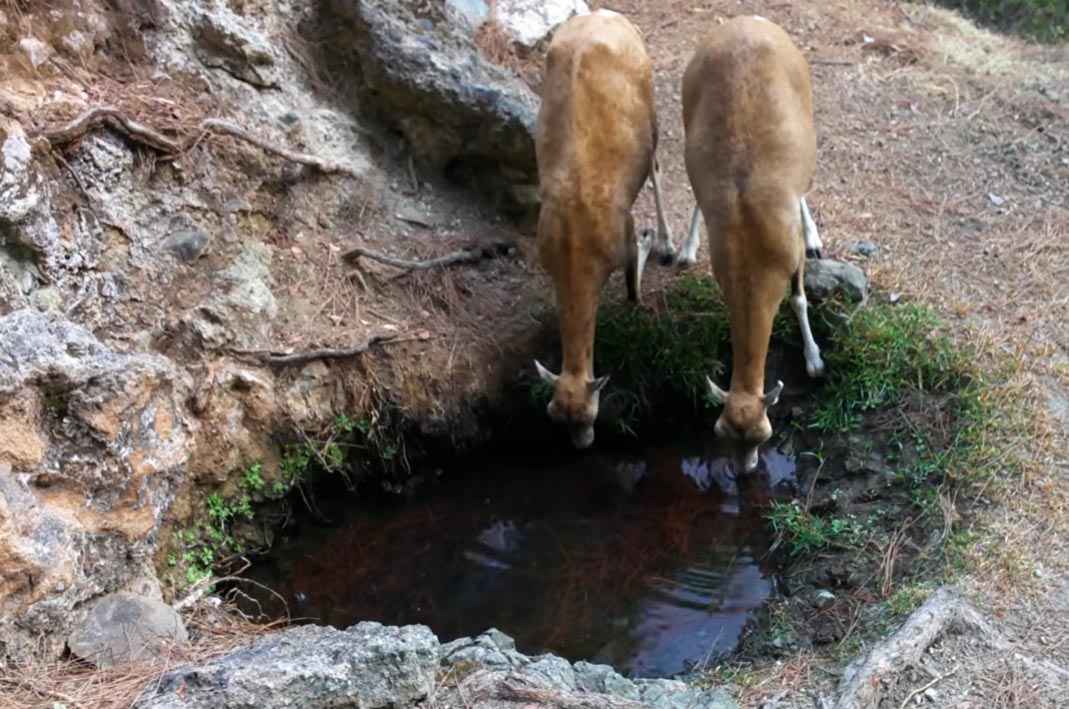 image Forestry dept works to secure water for wildlife as shortage persists