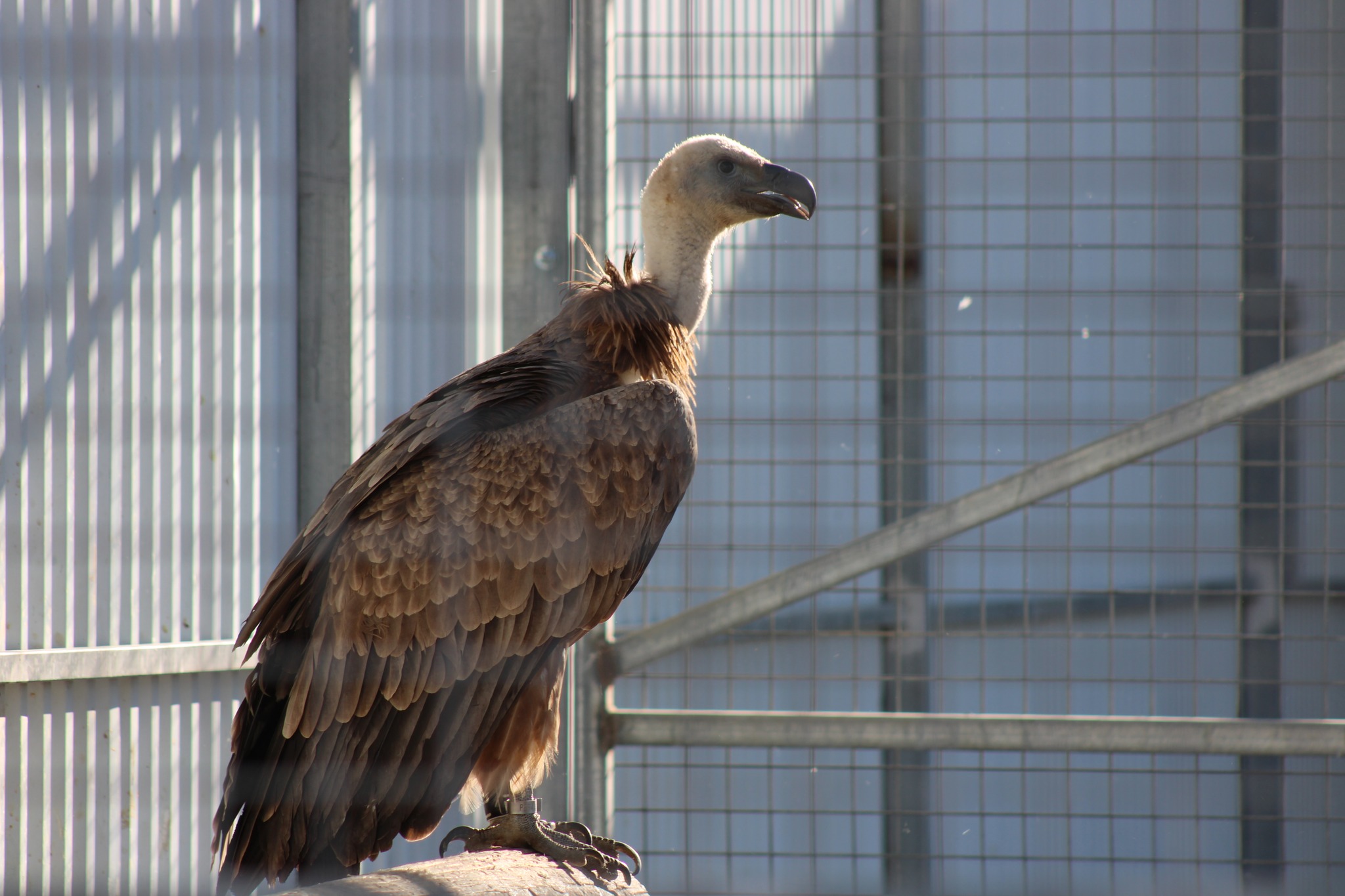 image Further batch of vultures released to grow Cyprus flock