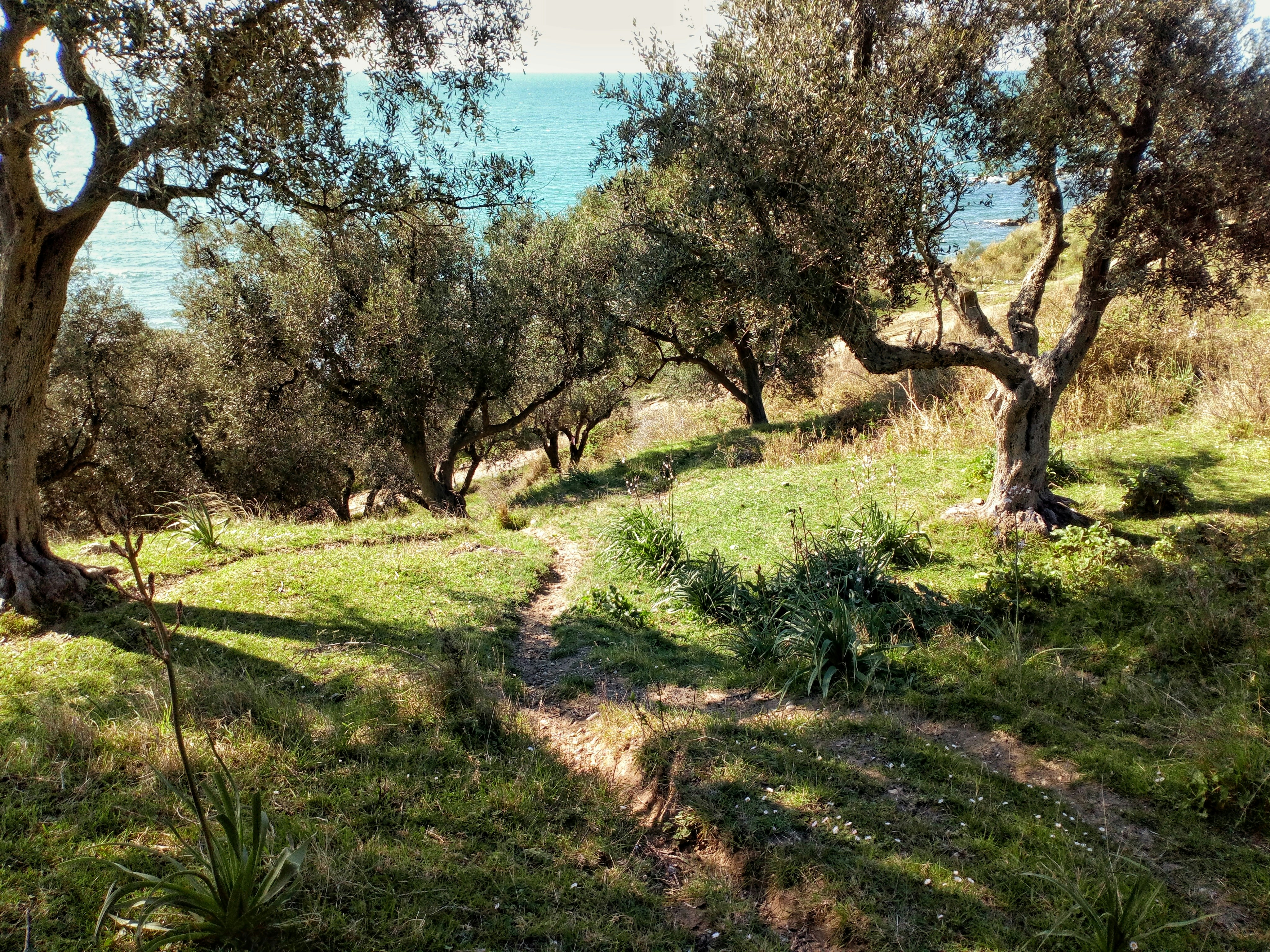 image Festival celebrates Cyprus’ ancient olive trees