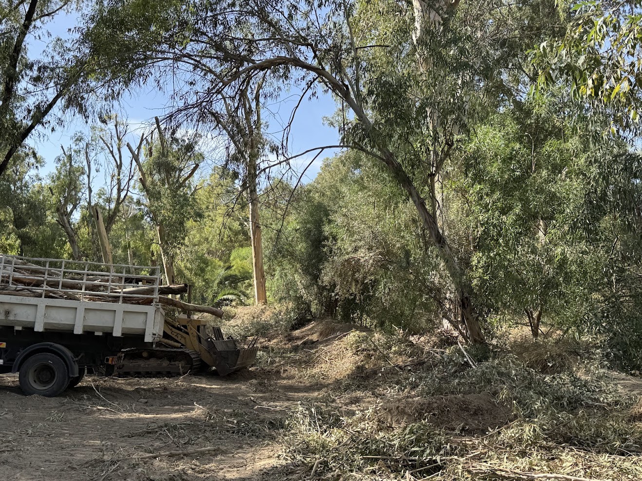cover Akademias park has shrunk even further