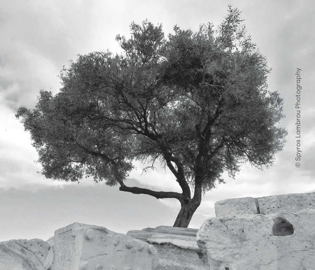 image Lecture reveals the archaeology of the olive