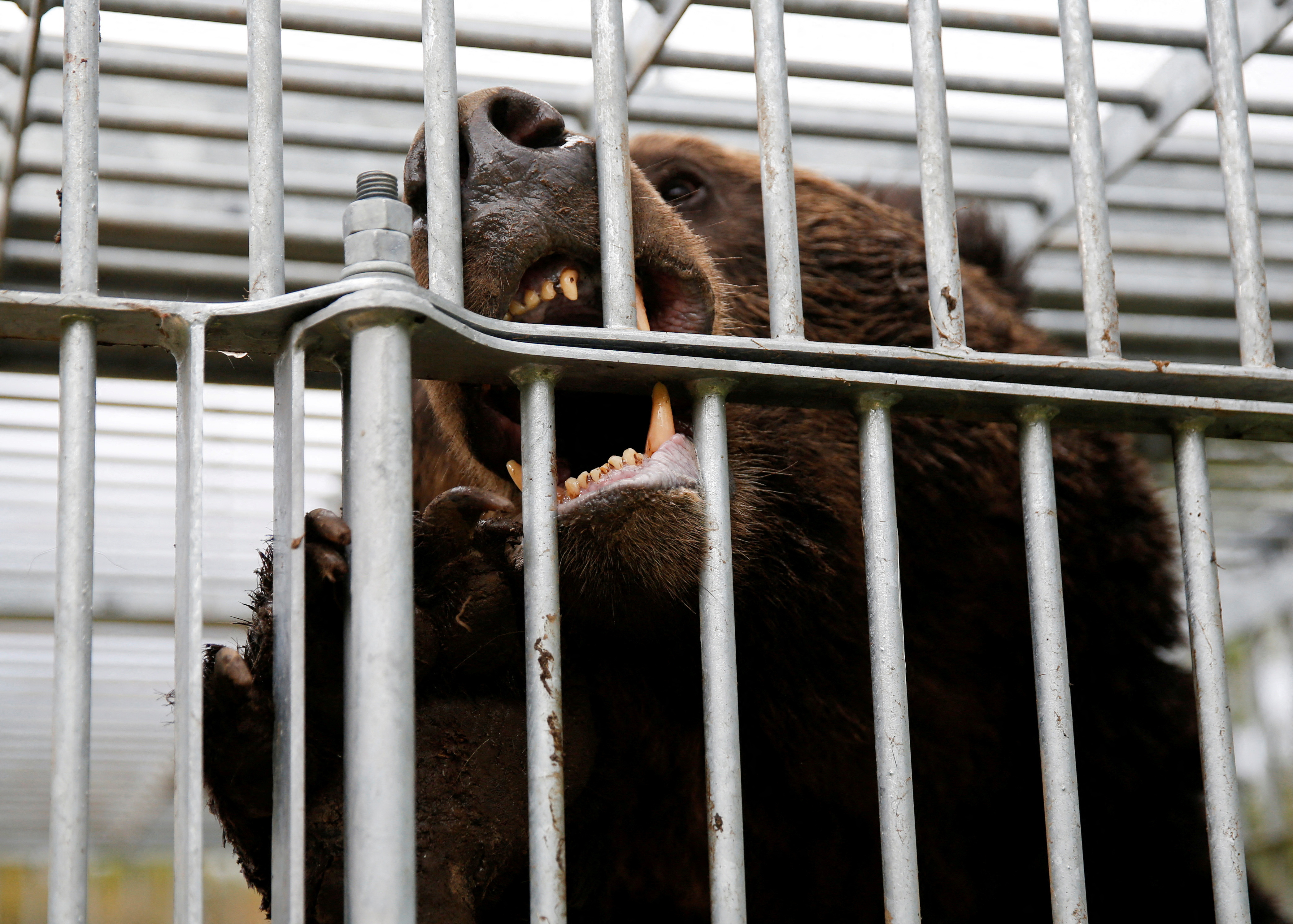 cover Record bear attacks expose Japan’s struggle with wildlife encroachment