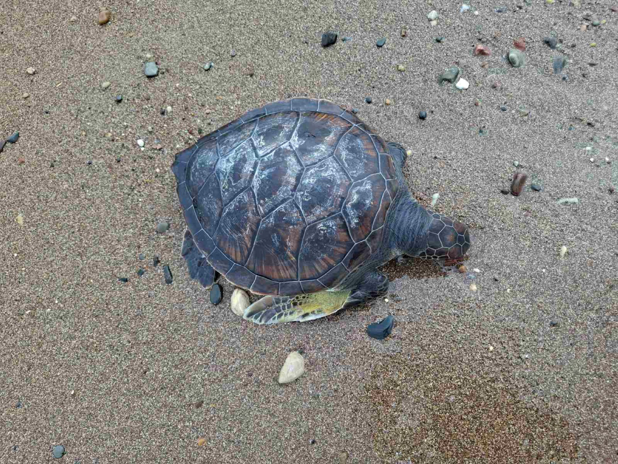 image Turtle found dead, possibly caught in illegal nets