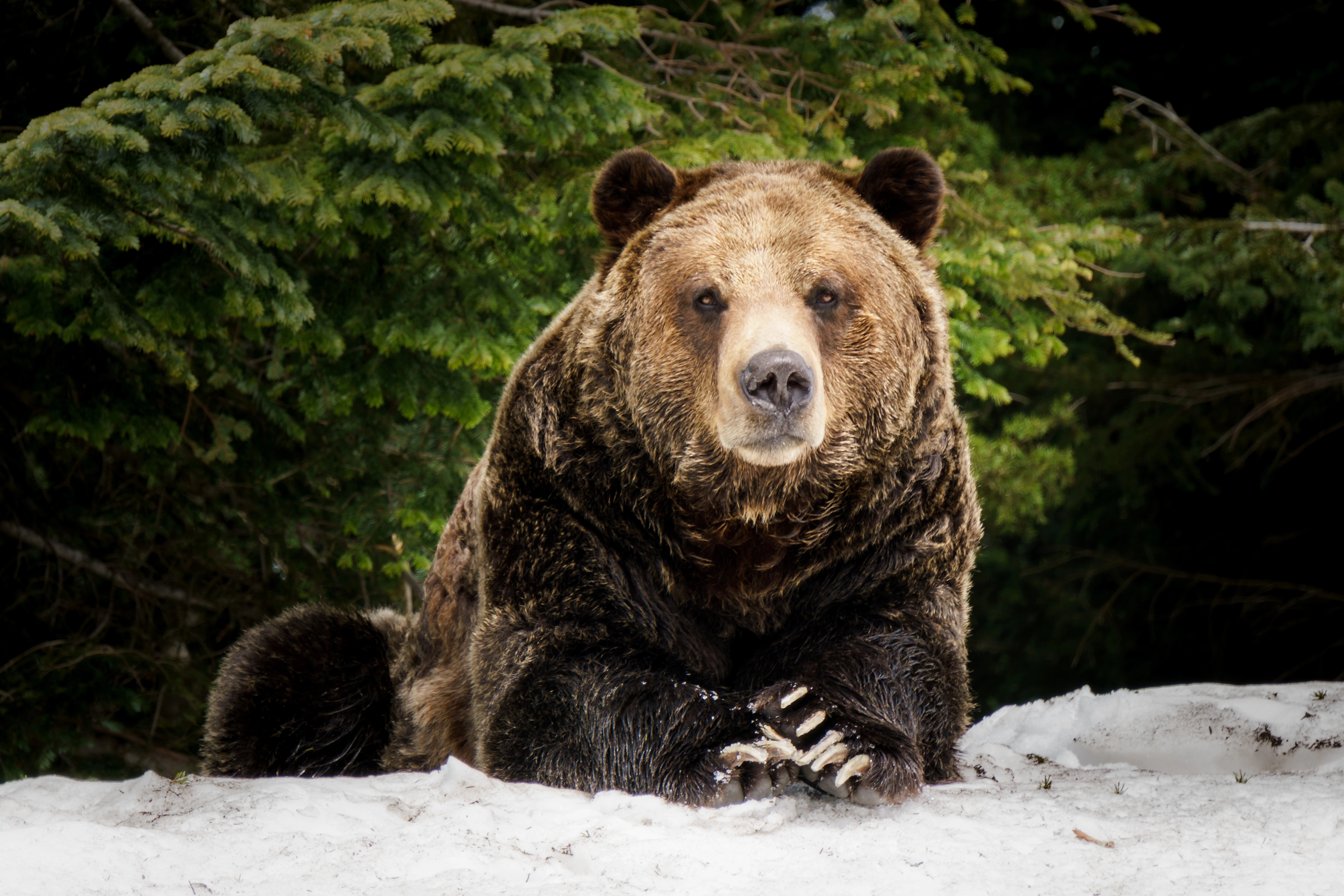 cover Grizzly bear attack on school group leaves four seriously injured in British Columbia 