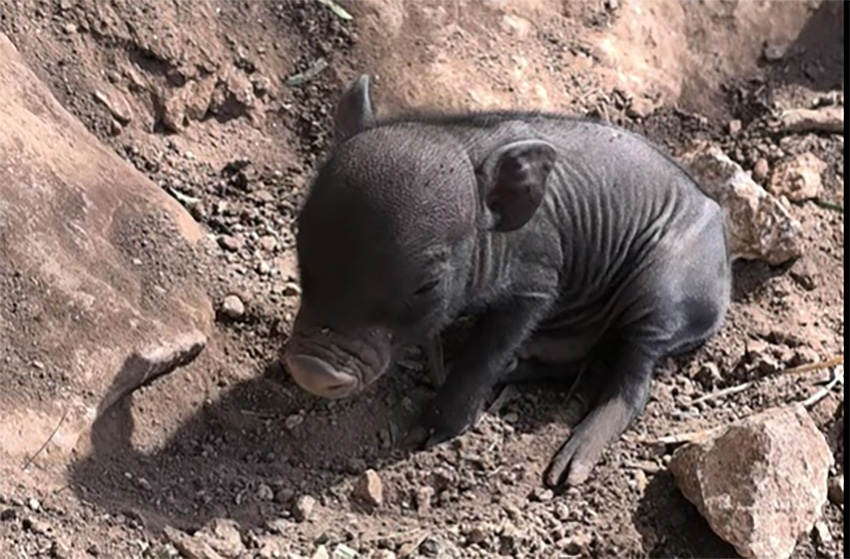cover Pafos Zoo welcomes litter of Vietnamese pot-bellied piglets