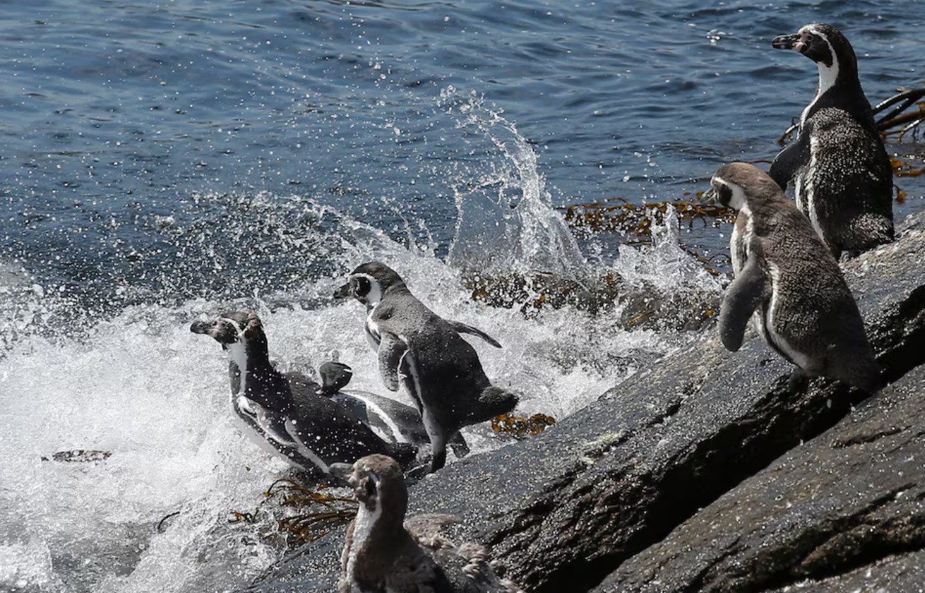 cover Chile&#8217;s endangered Humboldt penguins risk further decline, scientists say