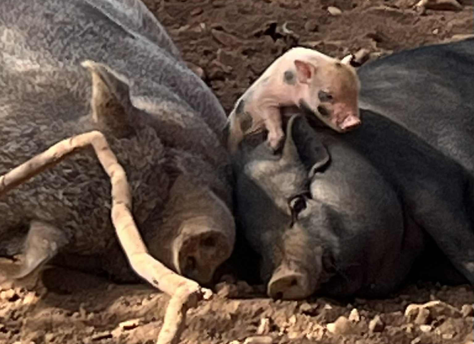 image Pafos Zoo welcomes litter of Vietnamese pot-bellied piglets