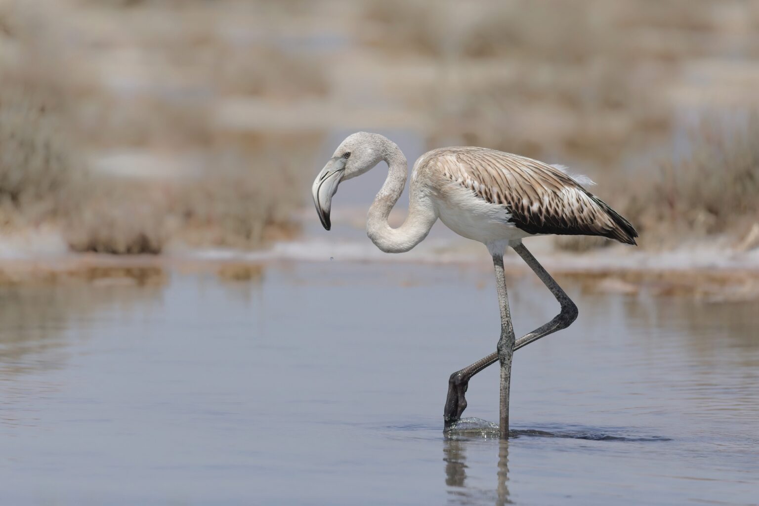cover First flamingos reach Cyprus, fewer expected this year