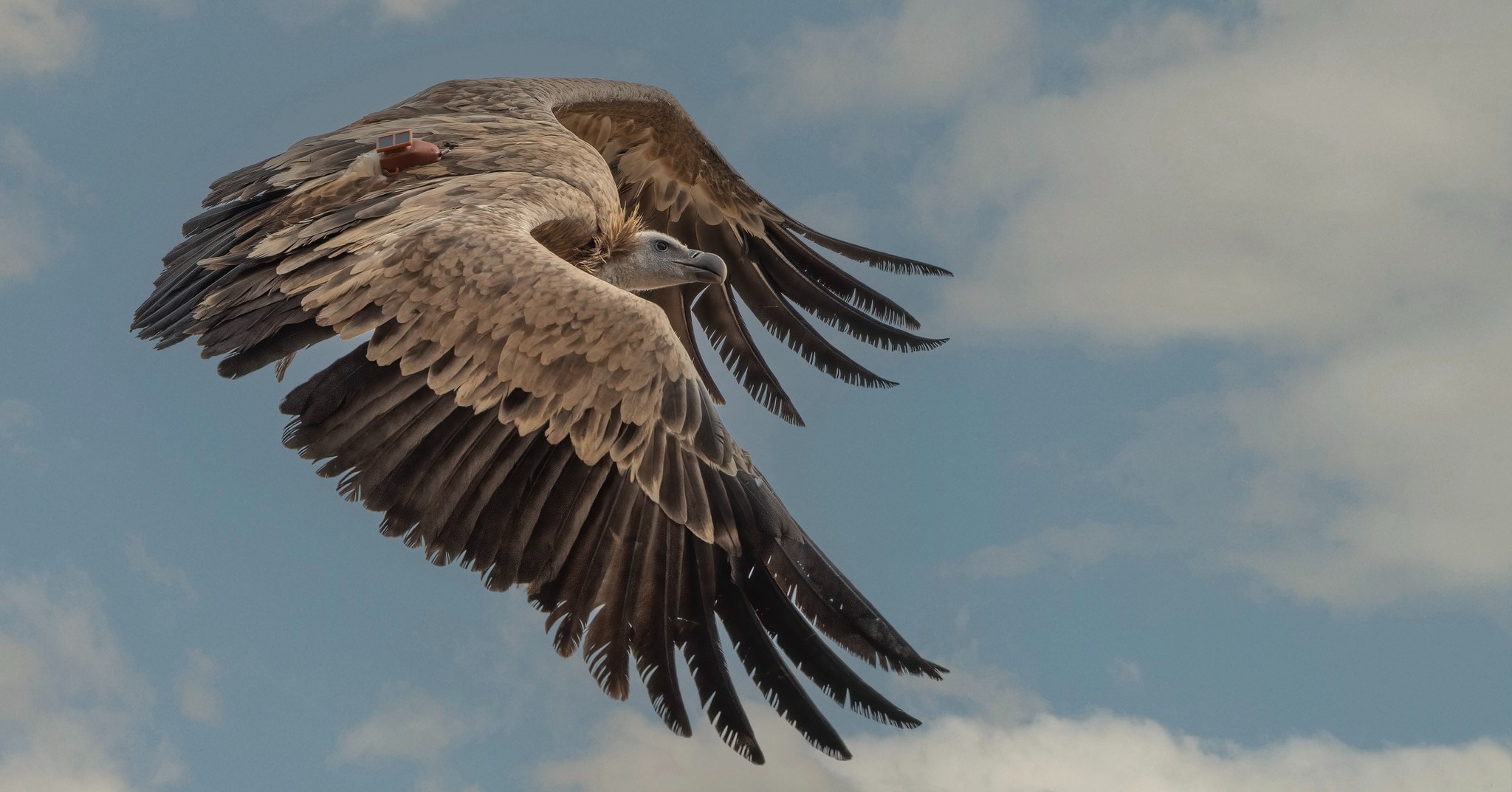 cover Conservationists mourn loss of latest vulture
