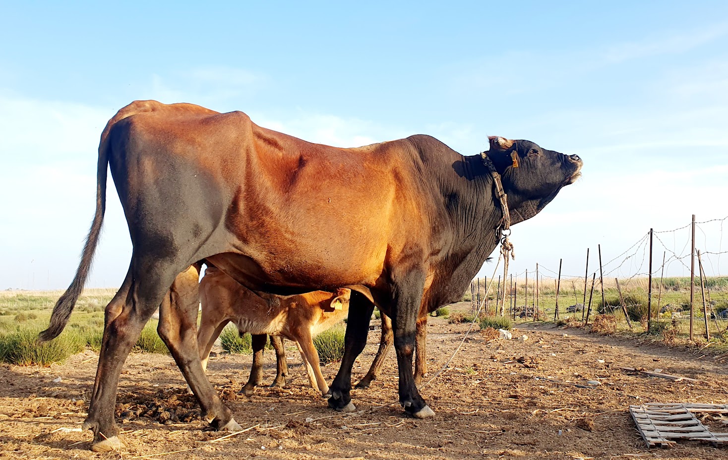 image ‘These cows have seen it all’: beasts centre stage in new documentary