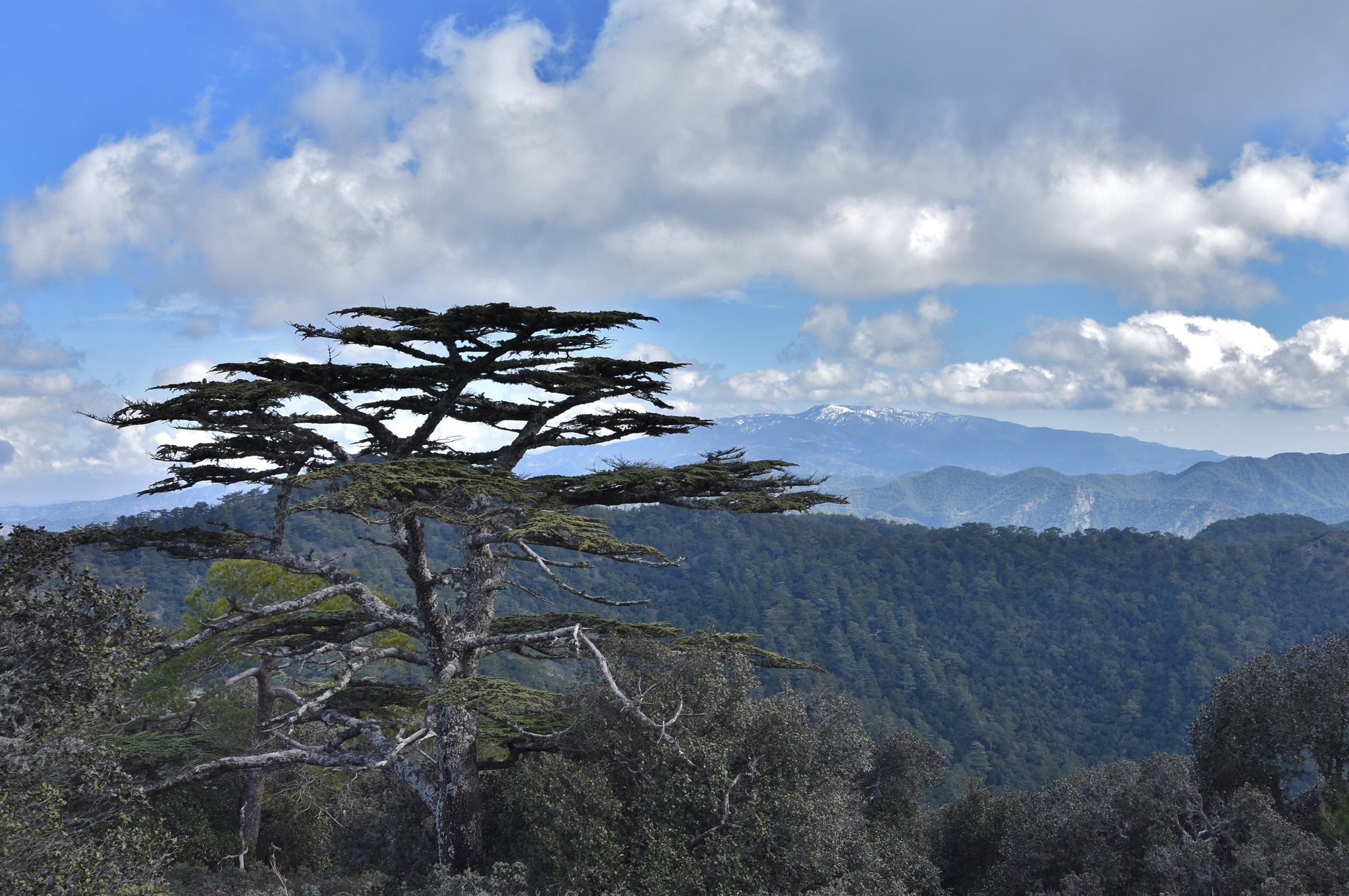 cover 50,000 cedar trees a witness to Cyprus history
