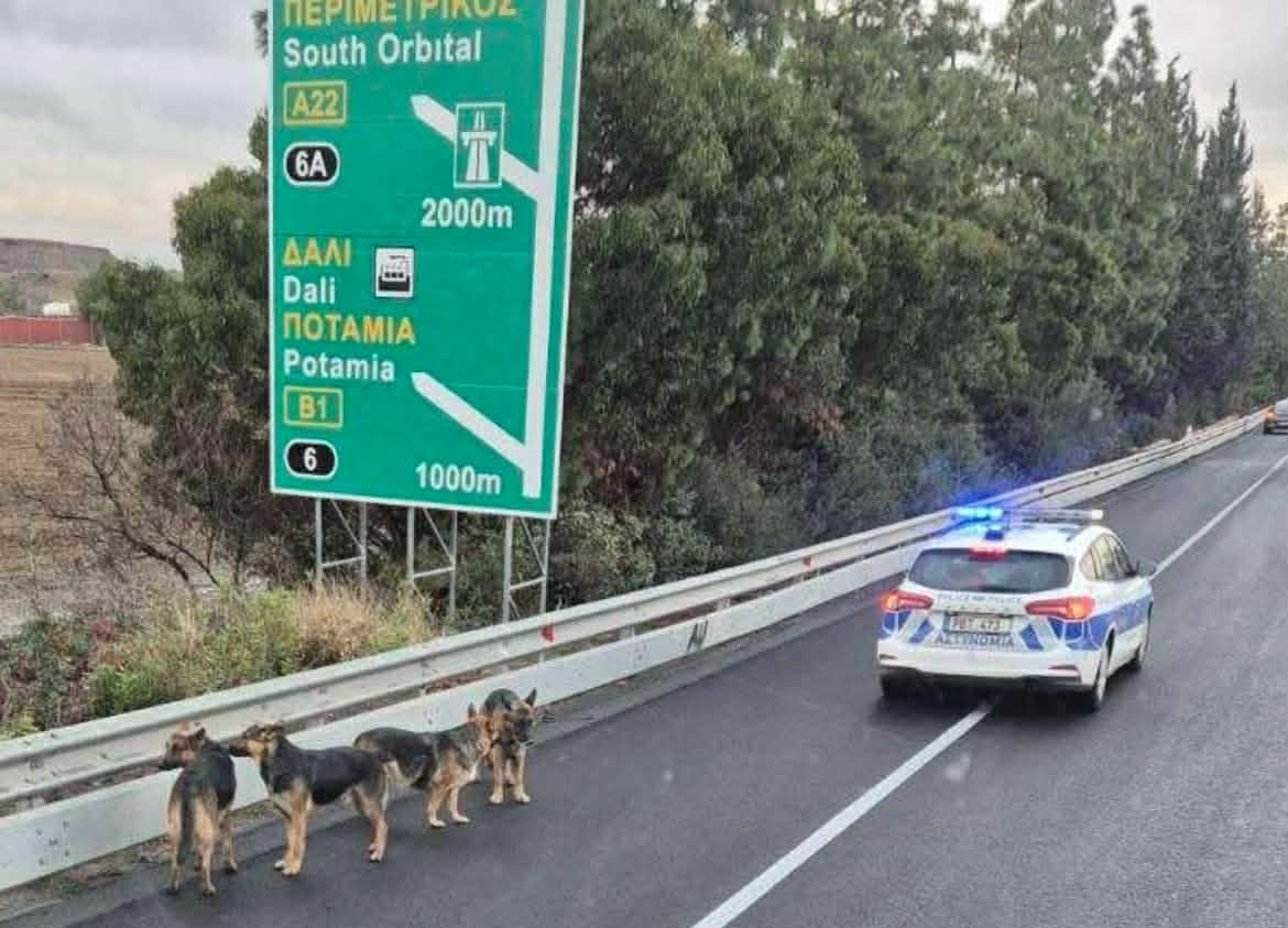 cover Pack of dogs wanders onto highway