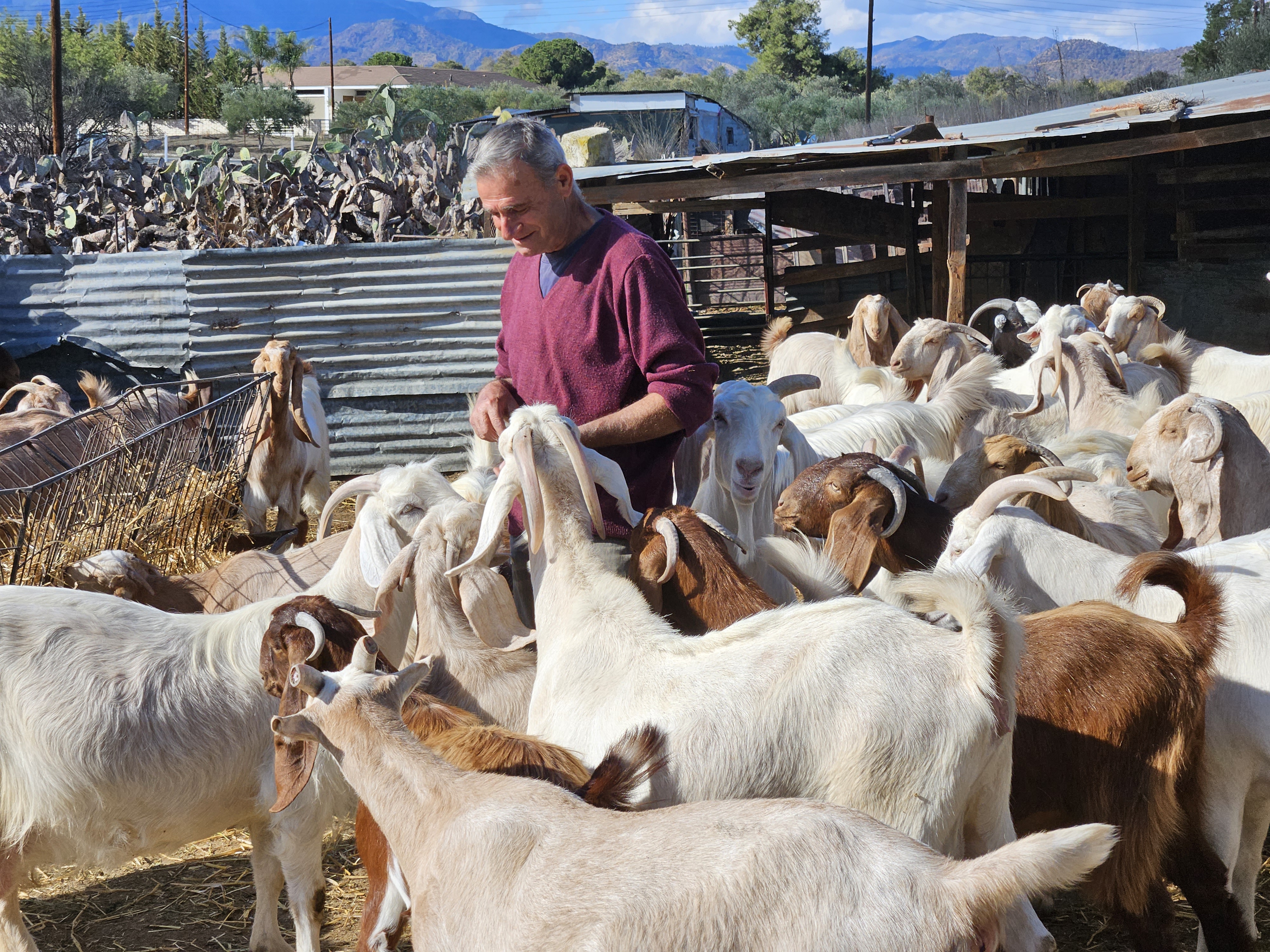 cover Few shepherds left watching Cyprus flocks