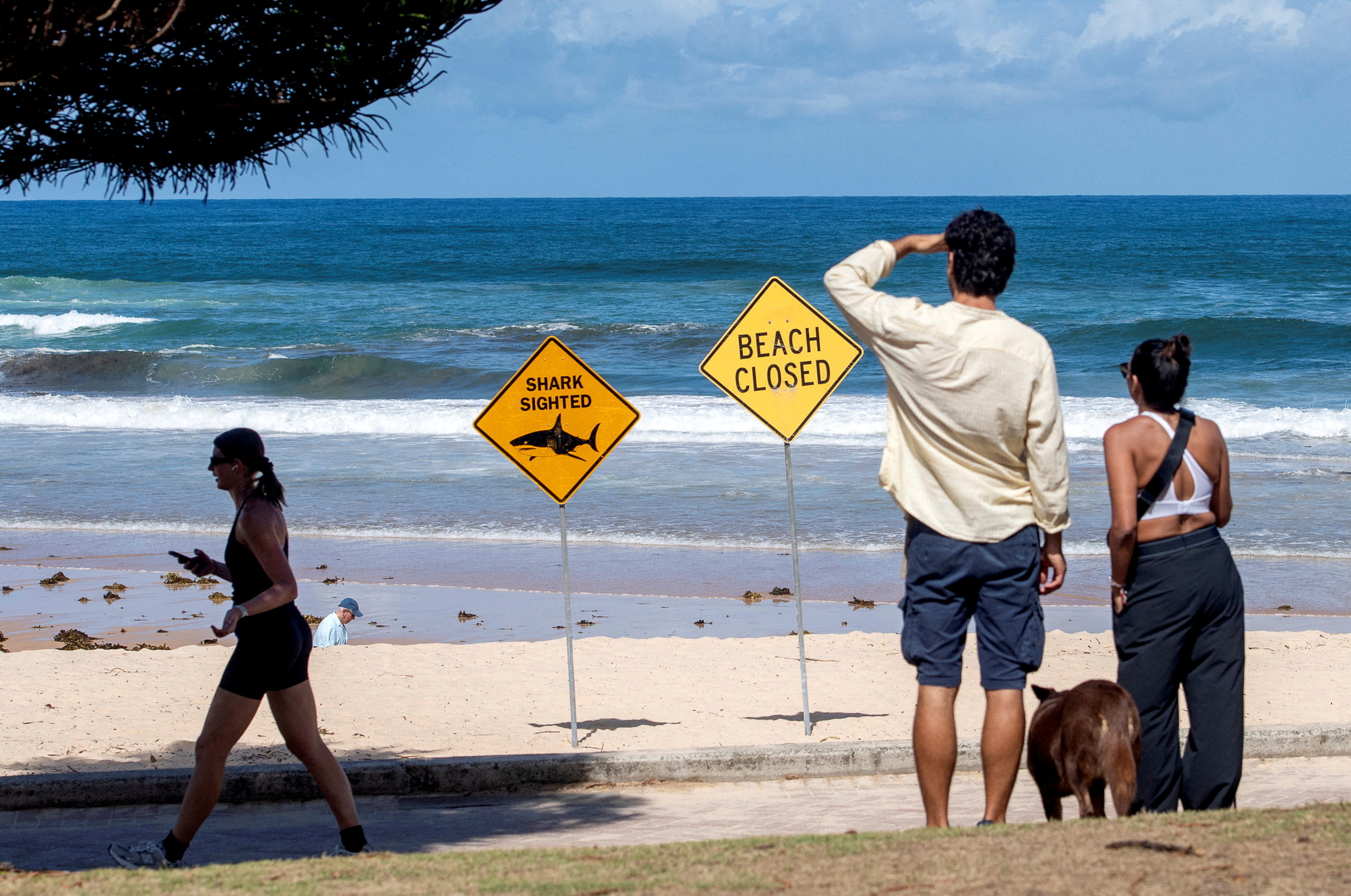 cover Australian boy dies after shark attack in Sydney Harbour