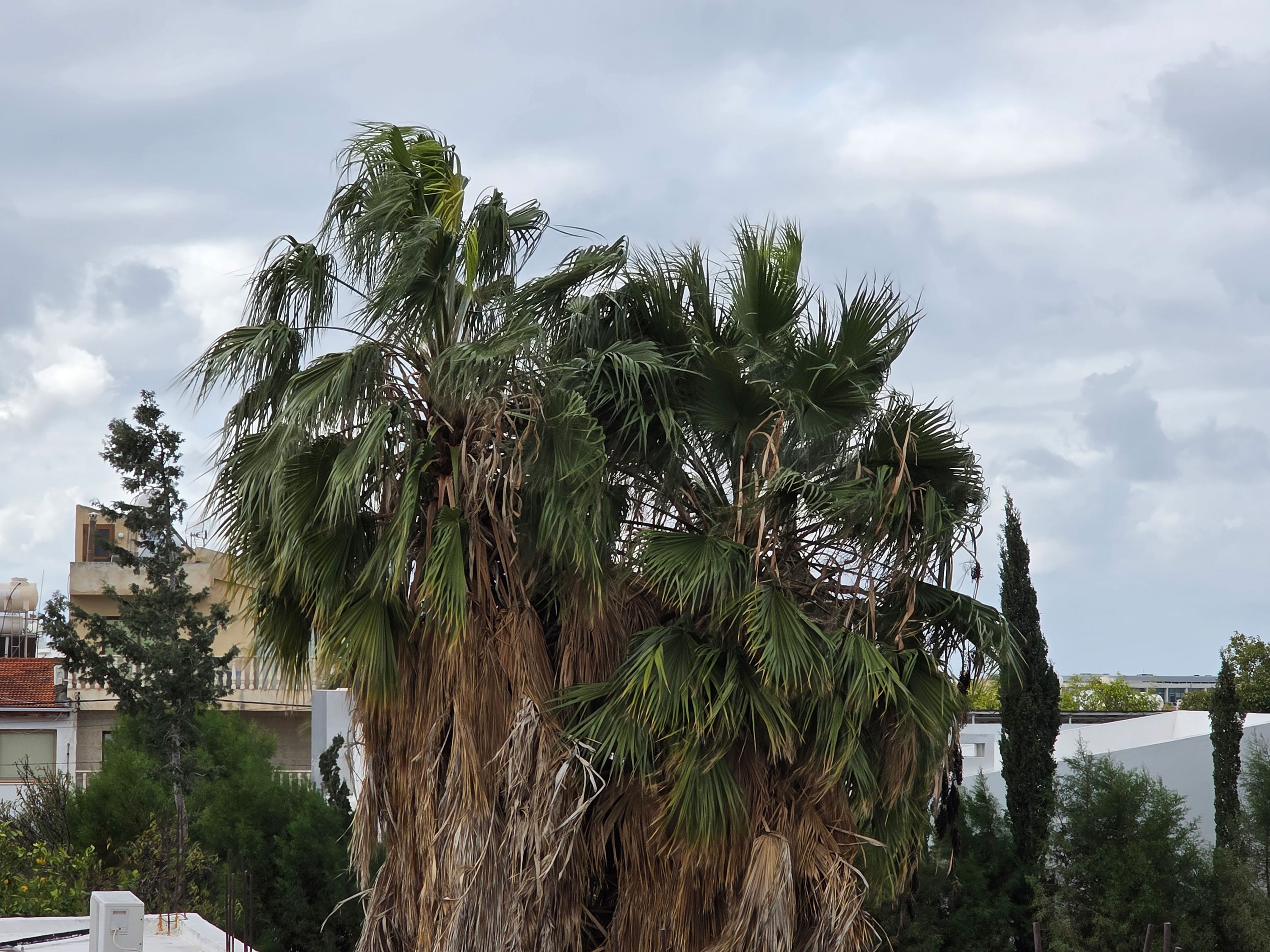cover Fire brigade on alert as near gale force winds hit Cyprus