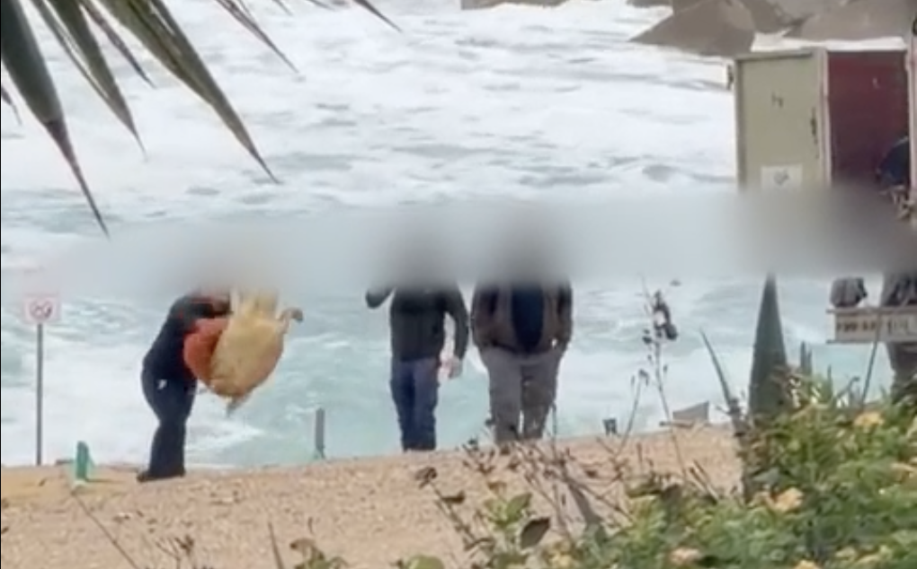 cover Men filmed throwing and kicking sea turtle in Chlorakas