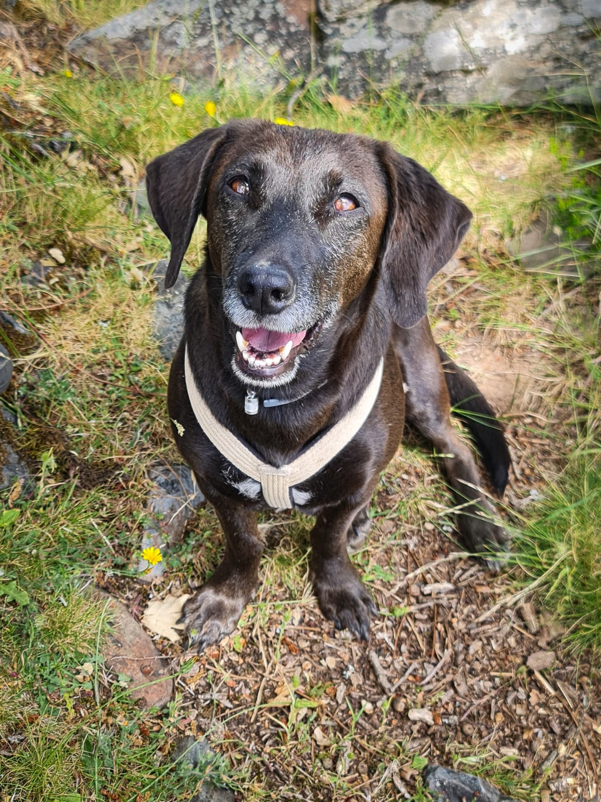 image Meet Oli, Cyprus’ most travelled dog