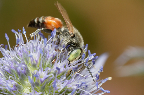image Cypriot bee faces mounting threats from imports and drought