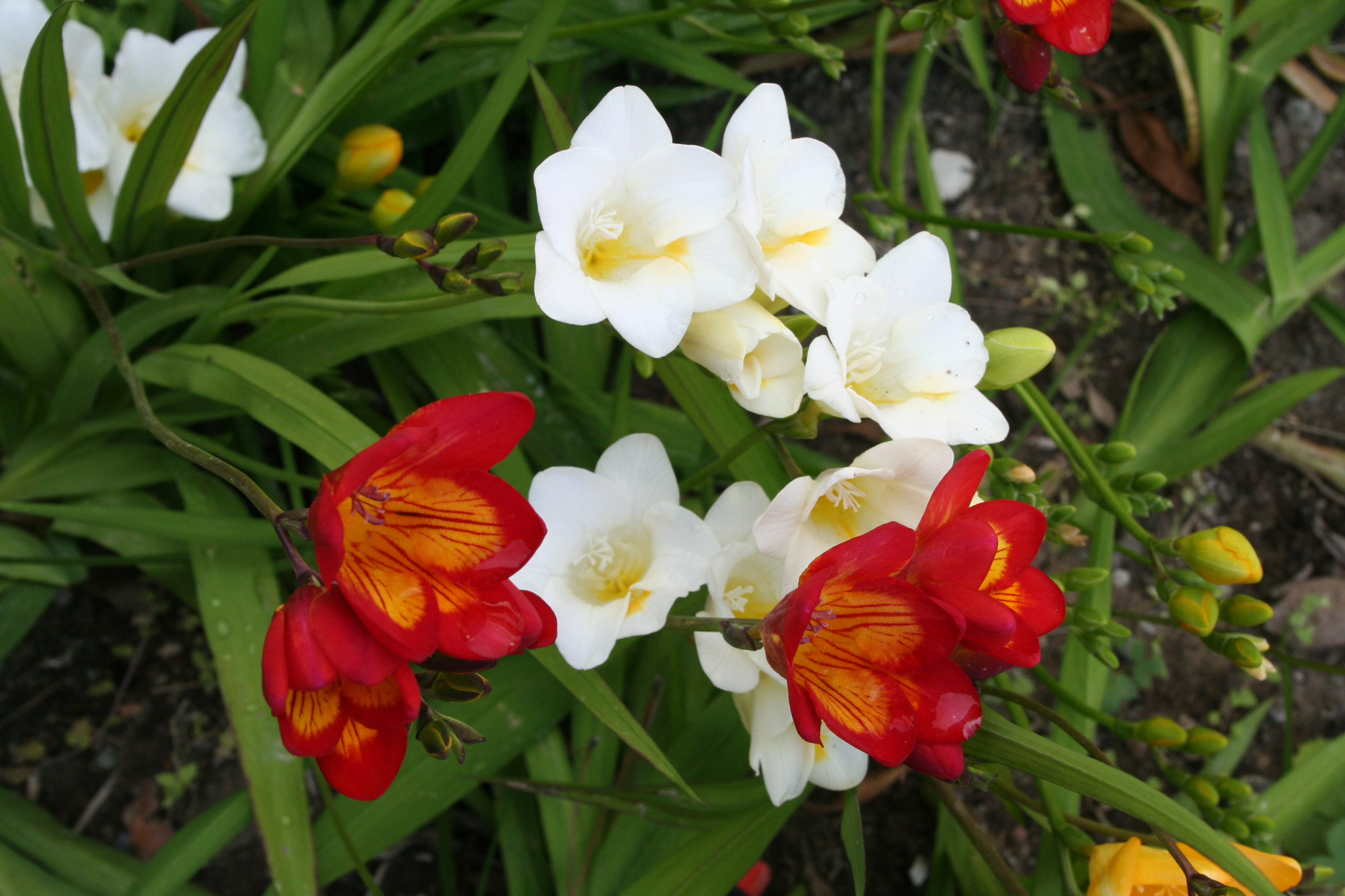 cover A month of maintenance in the garden