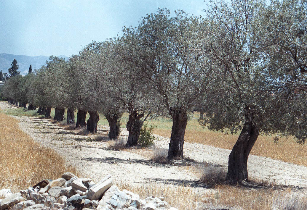 image Cyprus olive oil losing out to patchy EU regulations