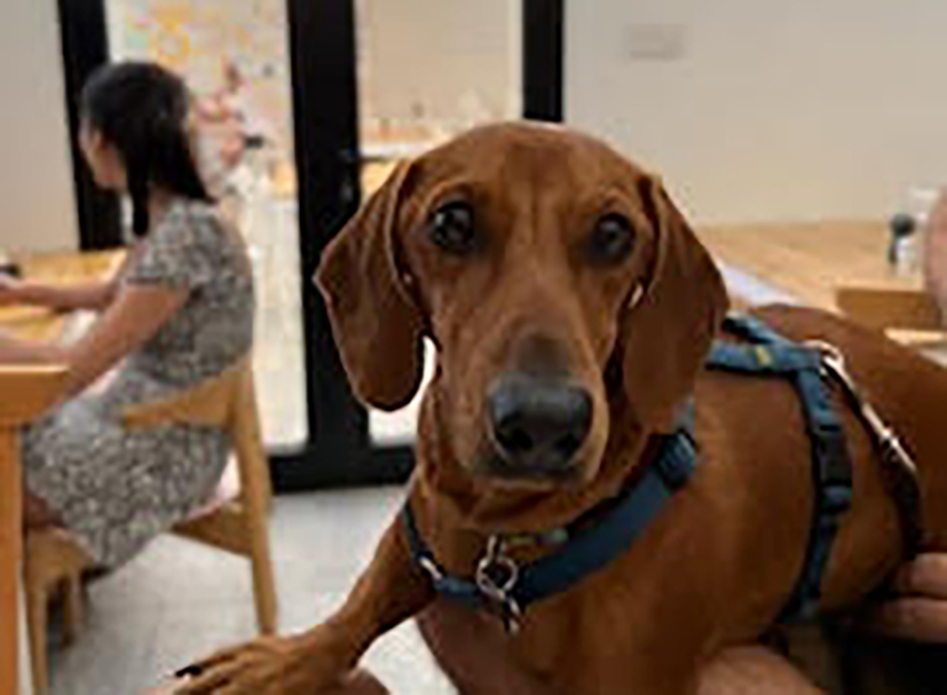 image Cyprus’ four-legged therapists