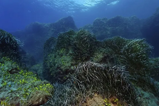 cover Mazotos council demands halt to desalination plan over habitat risk