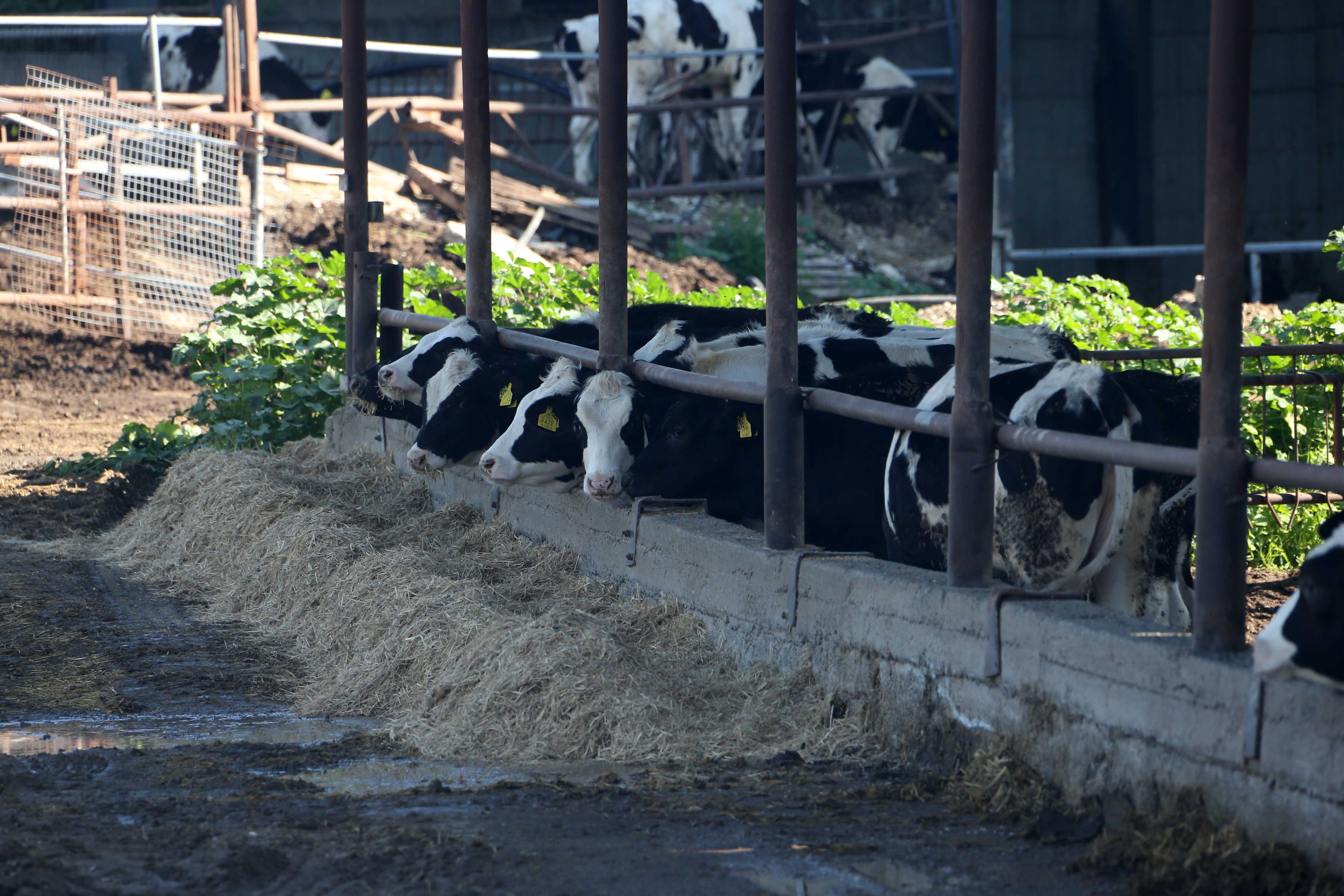 cover 13,000 animals to be culled as EU experts head to Cyprus over FMD outbreak