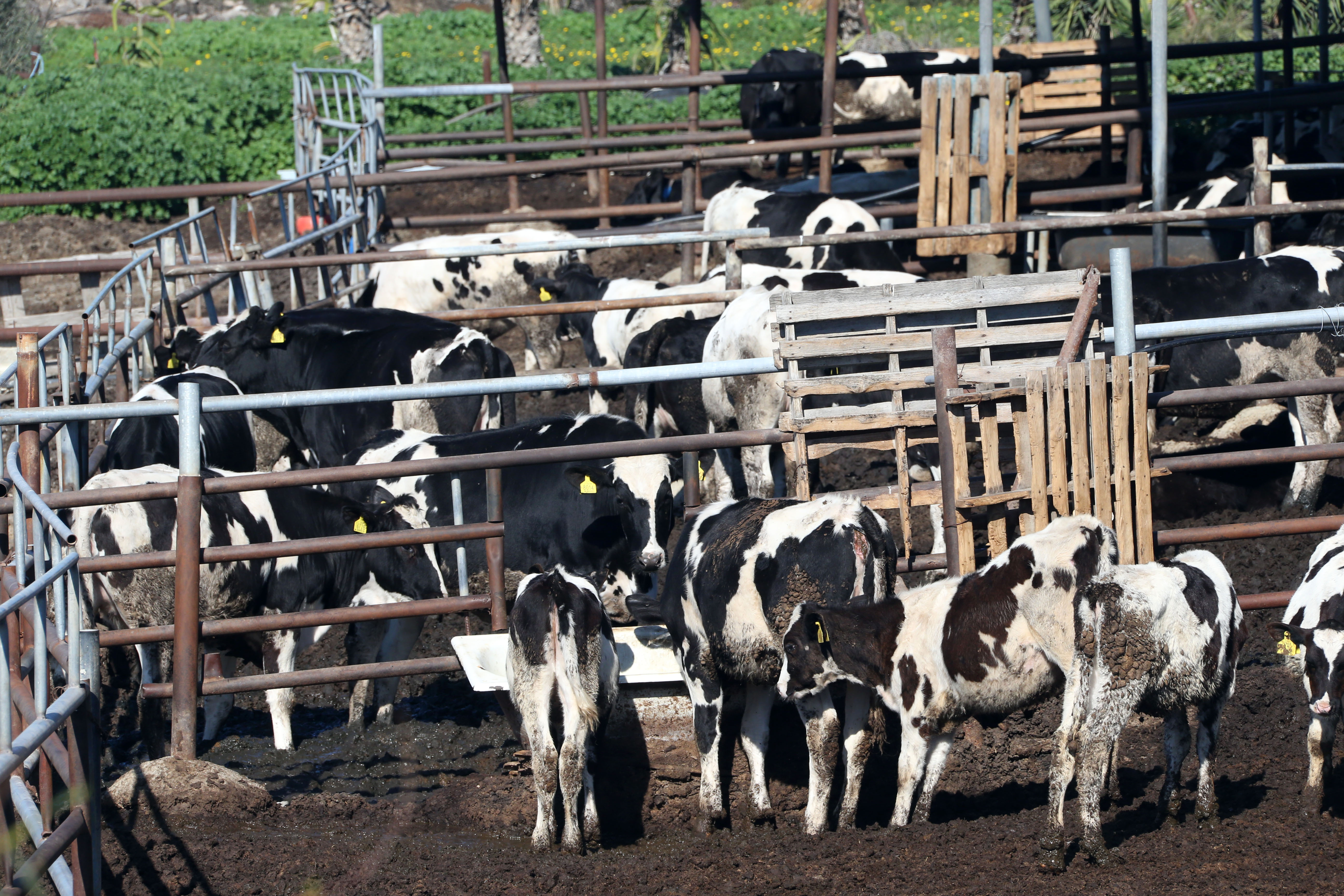 cover FMD ‘gravest threat in living memory’ for farmers