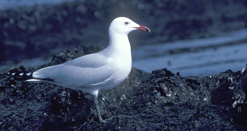 cover Rare seagull colony in Cyprus on the decline