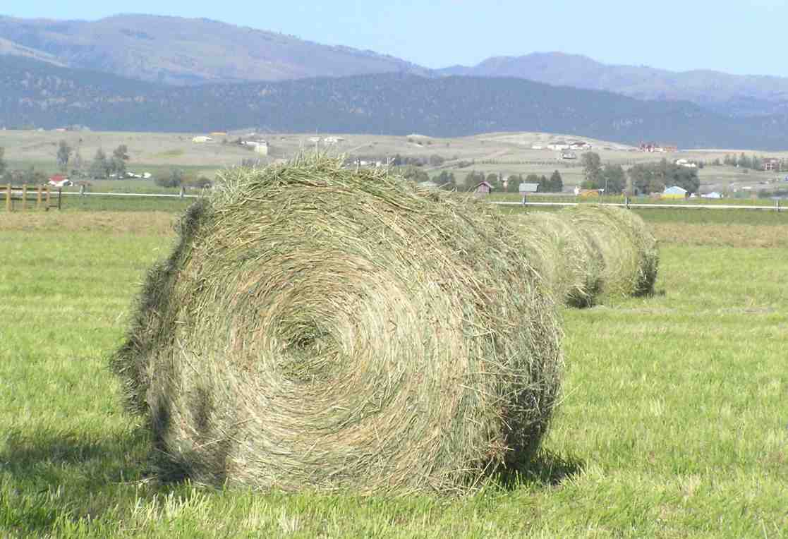 cover 75-year-old suspected of smuggling hay from the north amid FMD outbreak